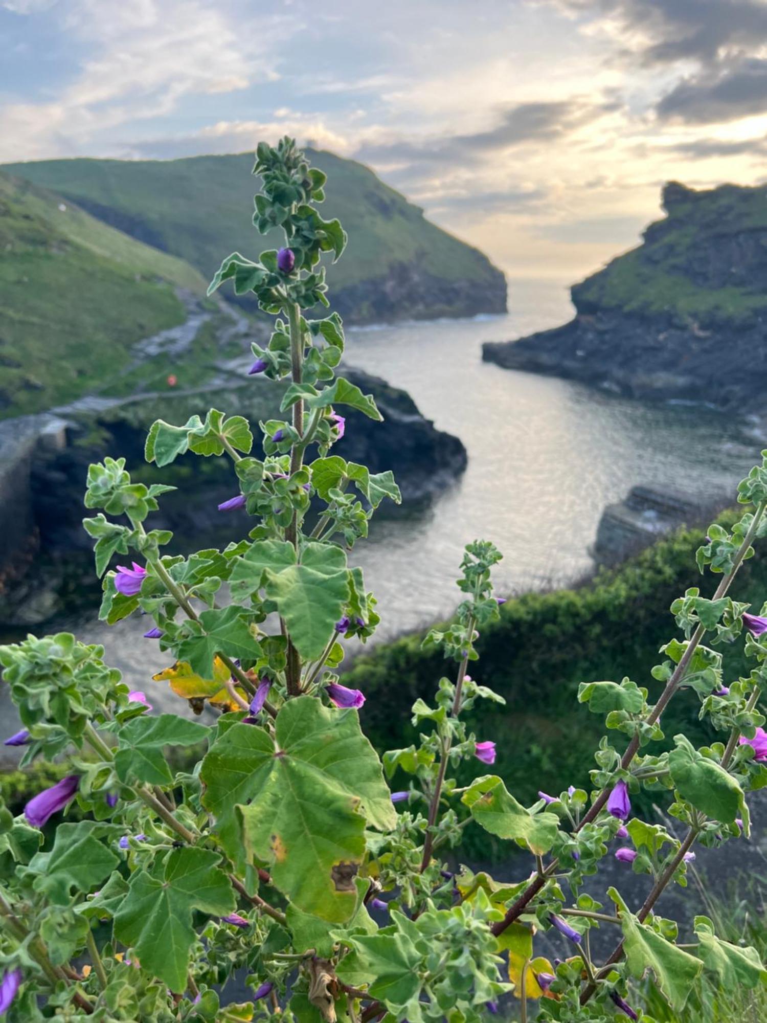Courtyard Farm Cottages Boscastle Eksteriør bilde